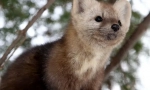 Sable